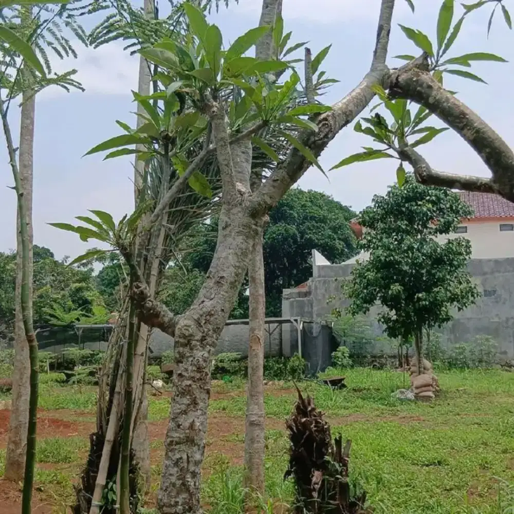 Tanaman kamboja bali semi fosil