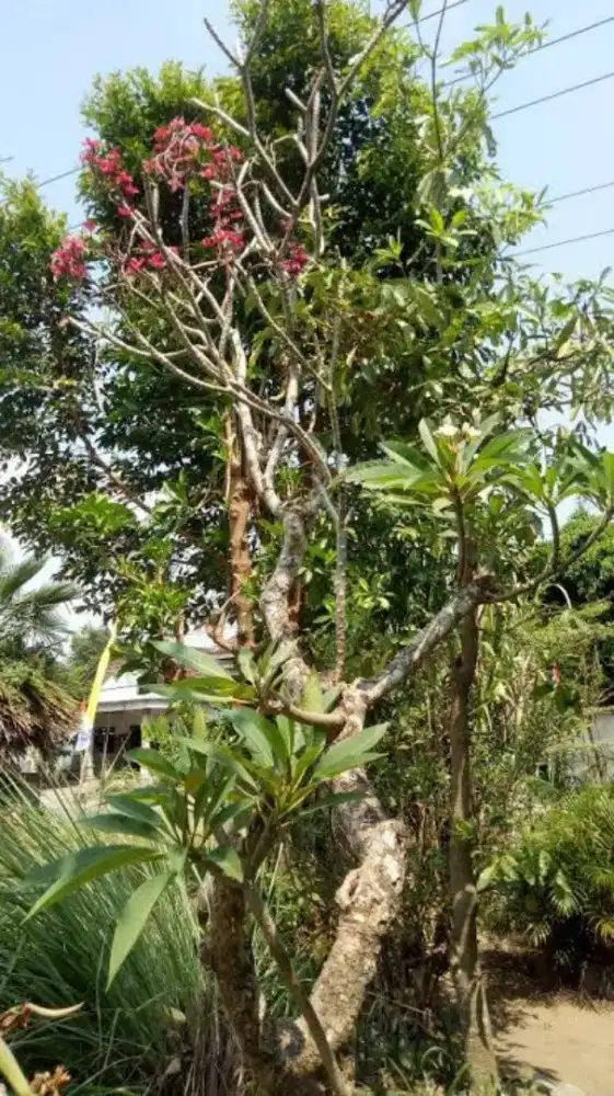 Jual pohon kamboja bali semi fosil