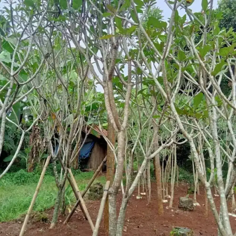 Tanaman kamboja bali