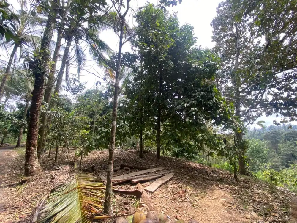 Dijual Tanah Kebun di Pupuan Investasi Alam dan Udara yang Sejuk