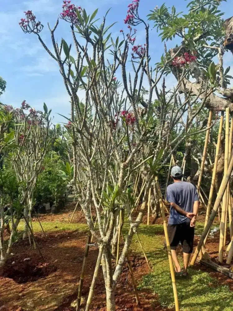 Pohon kamboja bali