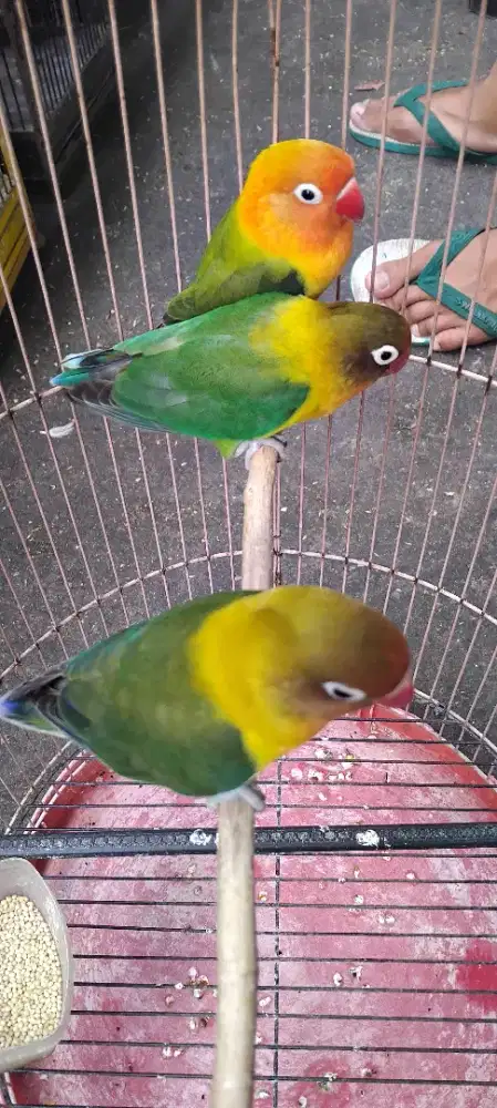 Lovebird 3 ekor