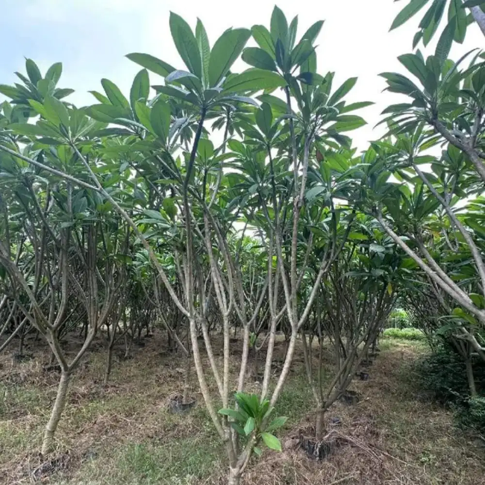 Tanaman bunga kamboja bali