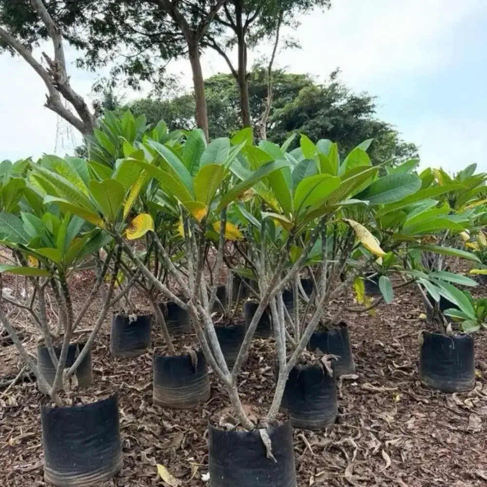 Tanaman / pohon bunga kamboja bali original