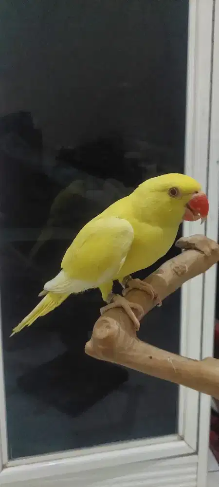 Indian ring neck lutino jitot