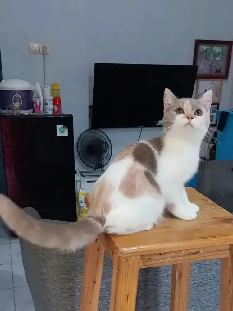 BRITISH SHORTHAIR / BSH CALICO LILAC