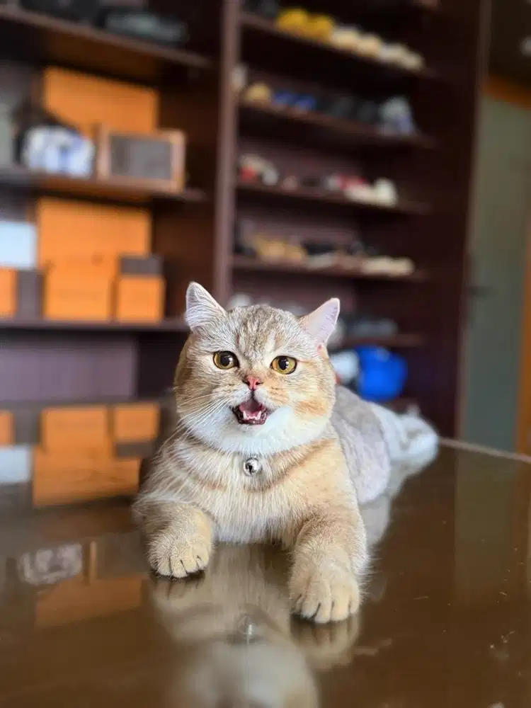 Kucing British Shorthair FEMALE BSH SF