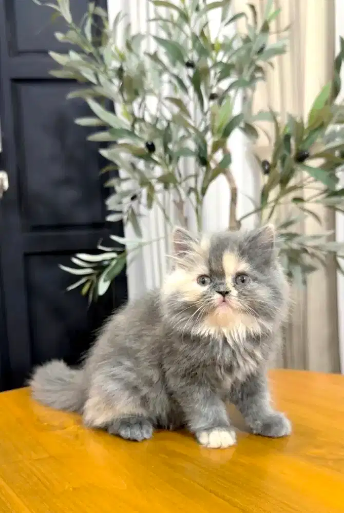 Persian Flat nose Dilute calico