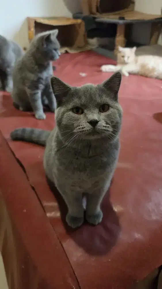 KUCING BRITISH SHORT HAIR BSH JANTAN USIA 8 BULAN GENDUT SEHAT