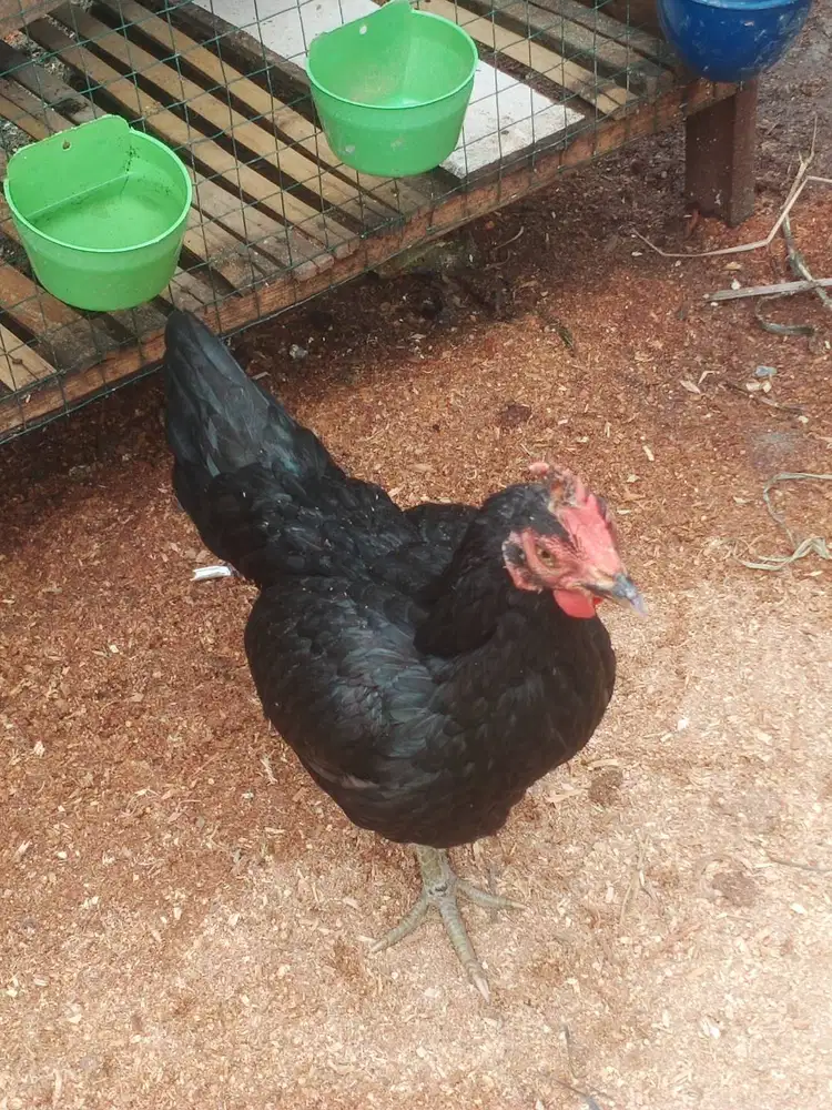dijual 4 ekor ayam siam jantan 2 betina 2 500rb net