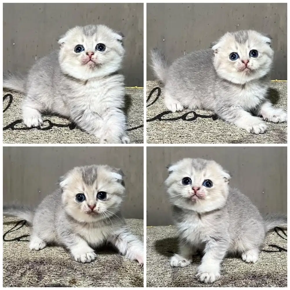Kucing scottish fold betina
