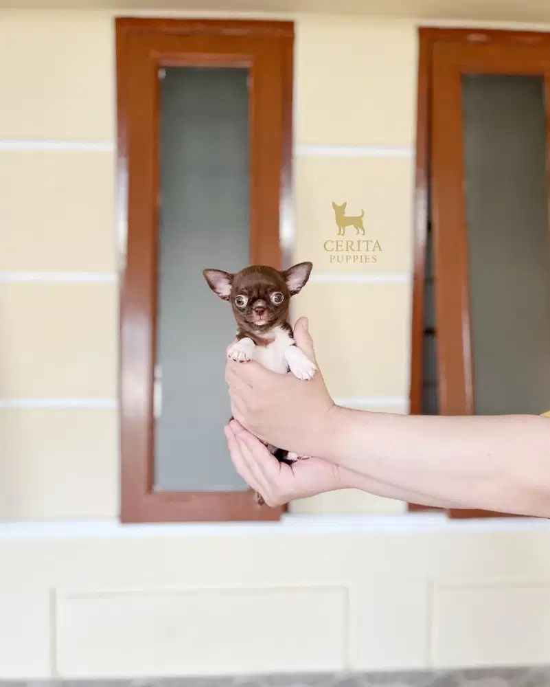 JUAL MINI CHIHUAHUA BERKUALITAS