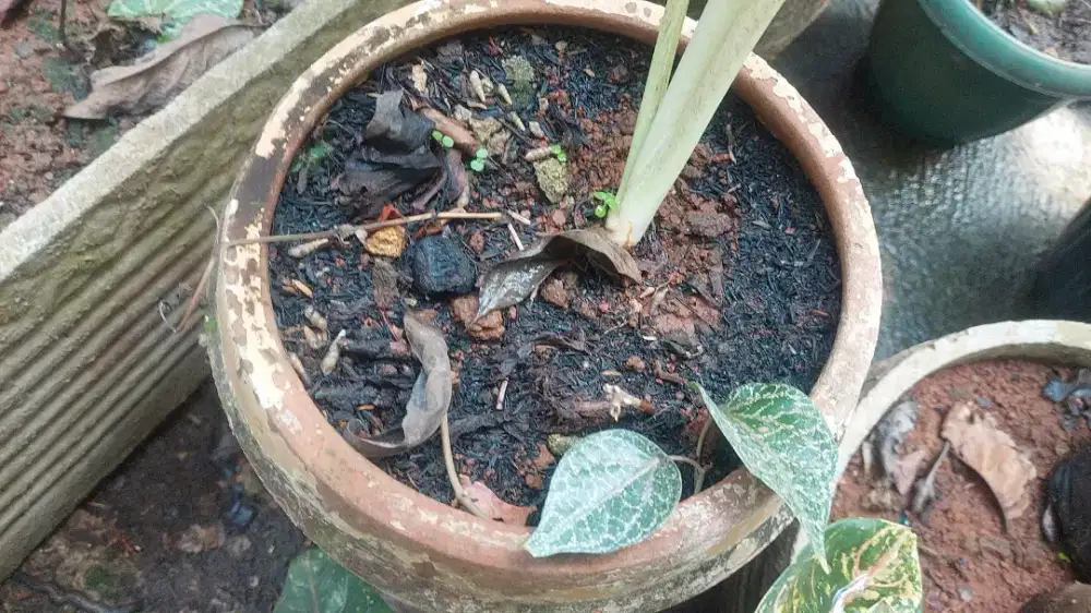 Bibit sirih merah usia di bawah 1 bulan,khusus yg hobi aja