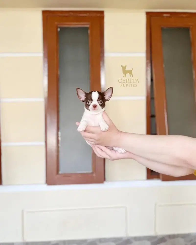 JUAL CHIHUAHUA BERKUALITAS