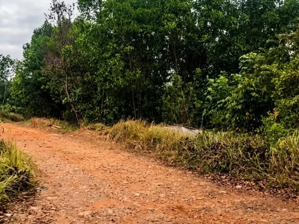 Lahan Luas untuk Disewa – 19 Hektar di Rangkasbitung, Mulai Rp10.000/M²/Tahun