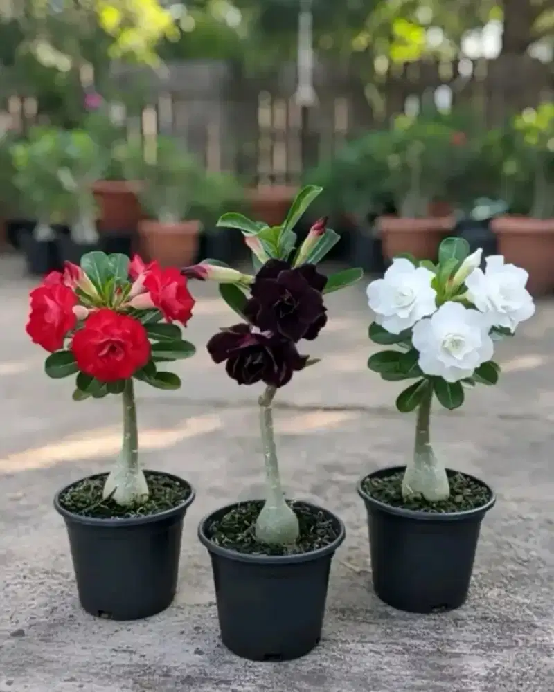 Paket Hemat 3 Bunga Adenium Dengan Warna Merah, Ungu, Dan Putih