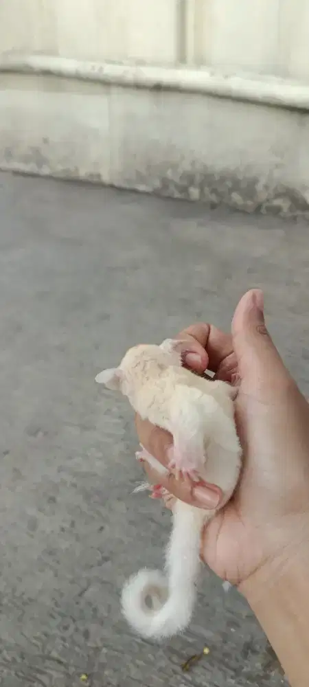 Sugar glider / tupai terbang
