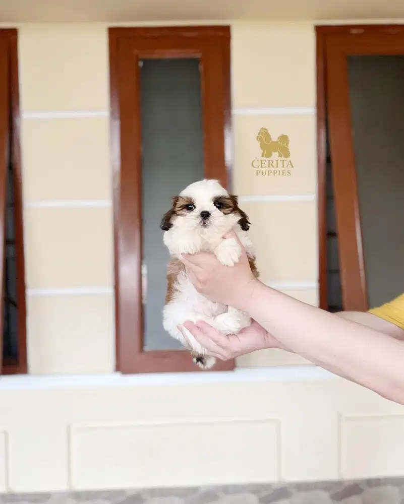 JUAL SHIHTZU GOOD QUALITY