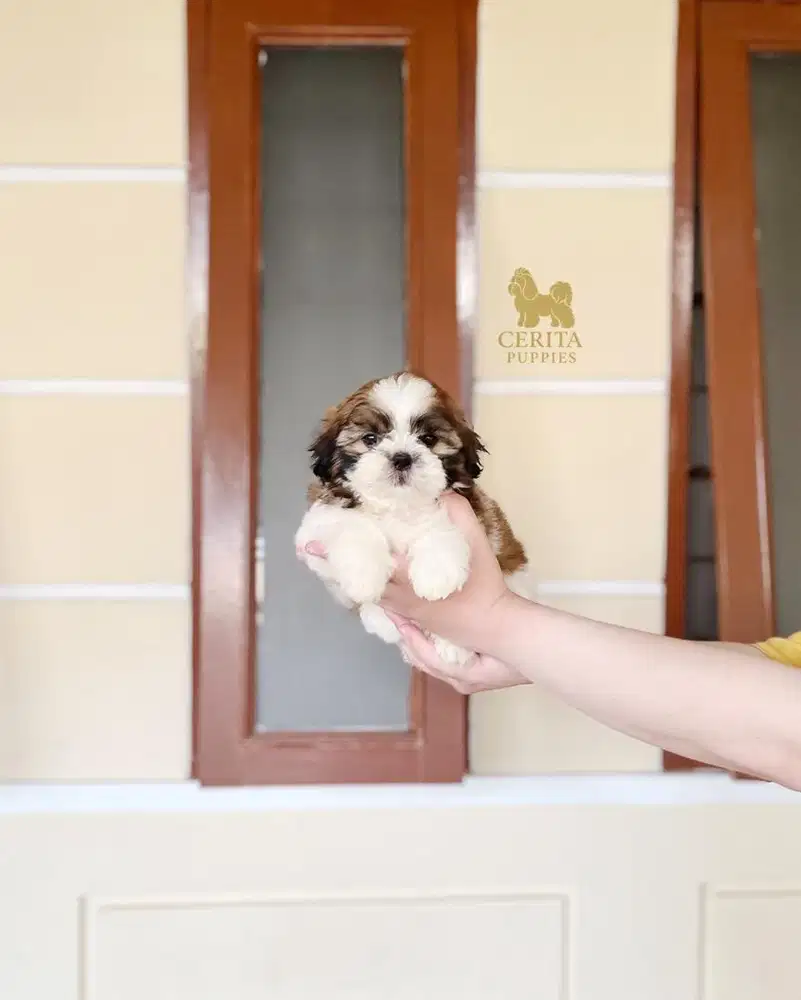 JUAL SHIHTZU GOOD QUALITY