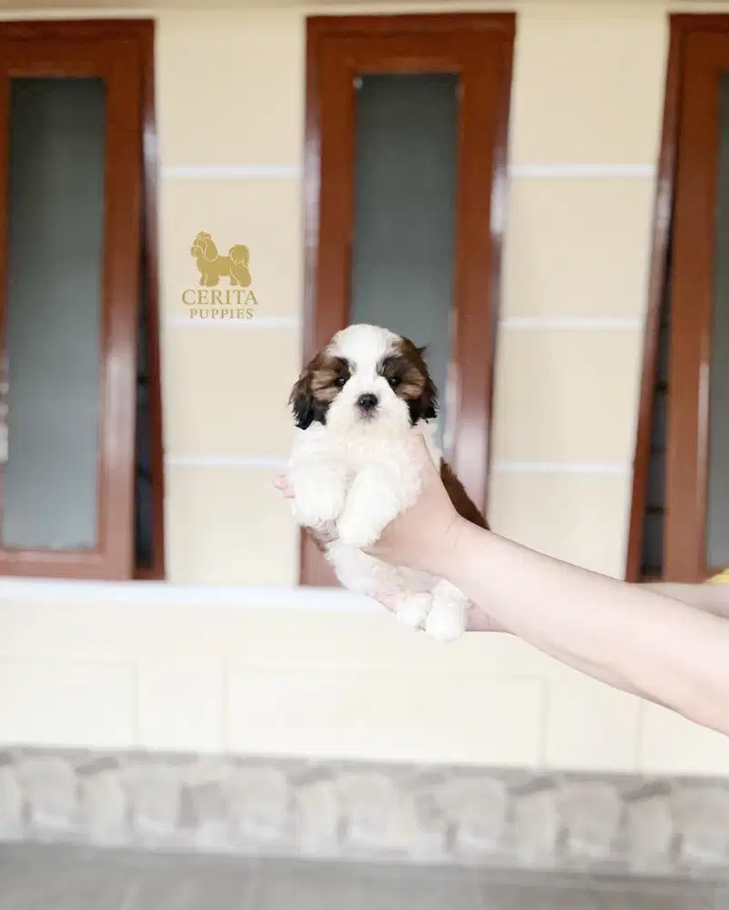 JUAL SHIHTZU GOOD QUALITY