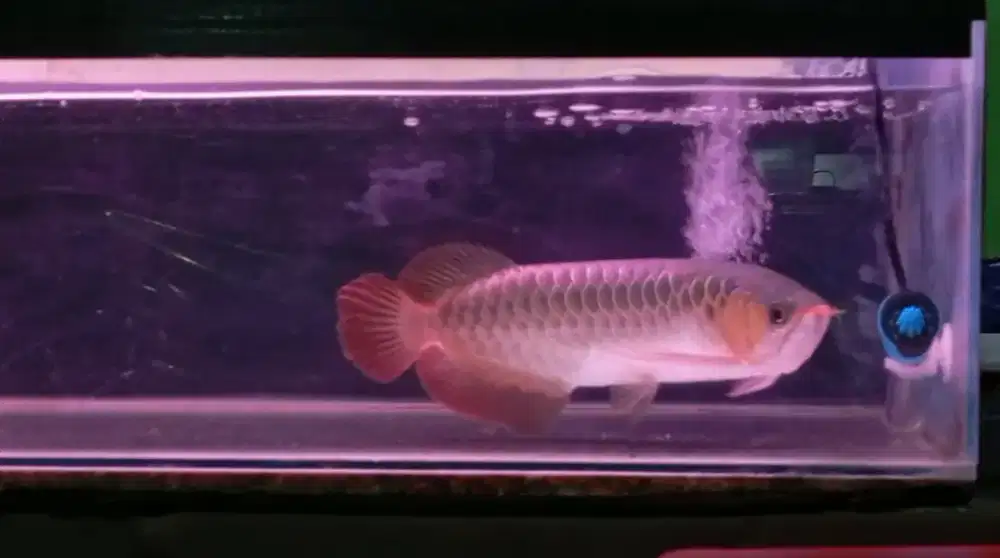 Arwana Super red 35 cm