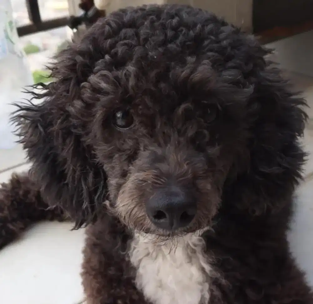 Poodle asli item tanpa mix