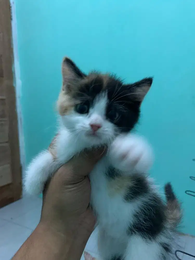 Kitten bsh x flatnose