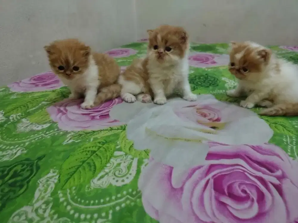 Peaknos borongan induk dan anak