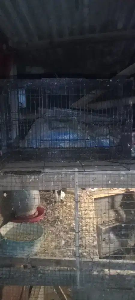 Kandang besi untuk burung