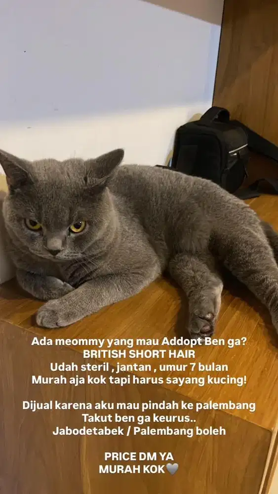 BRITISH SHORT HAIR JANTAN SDH STERIL