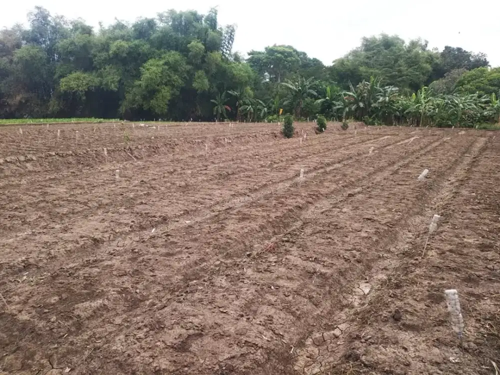 jual tanah jl mangiran lamong masuk kedalam , sekoto badas pare