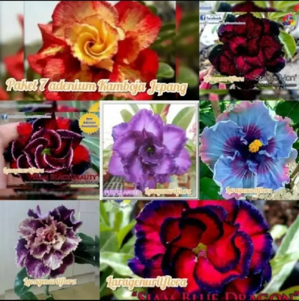 BIBIT ADENIUM / KAMBOJA JEPANG PAKET 7 BERVARIASI - BUNGA TUMPUK