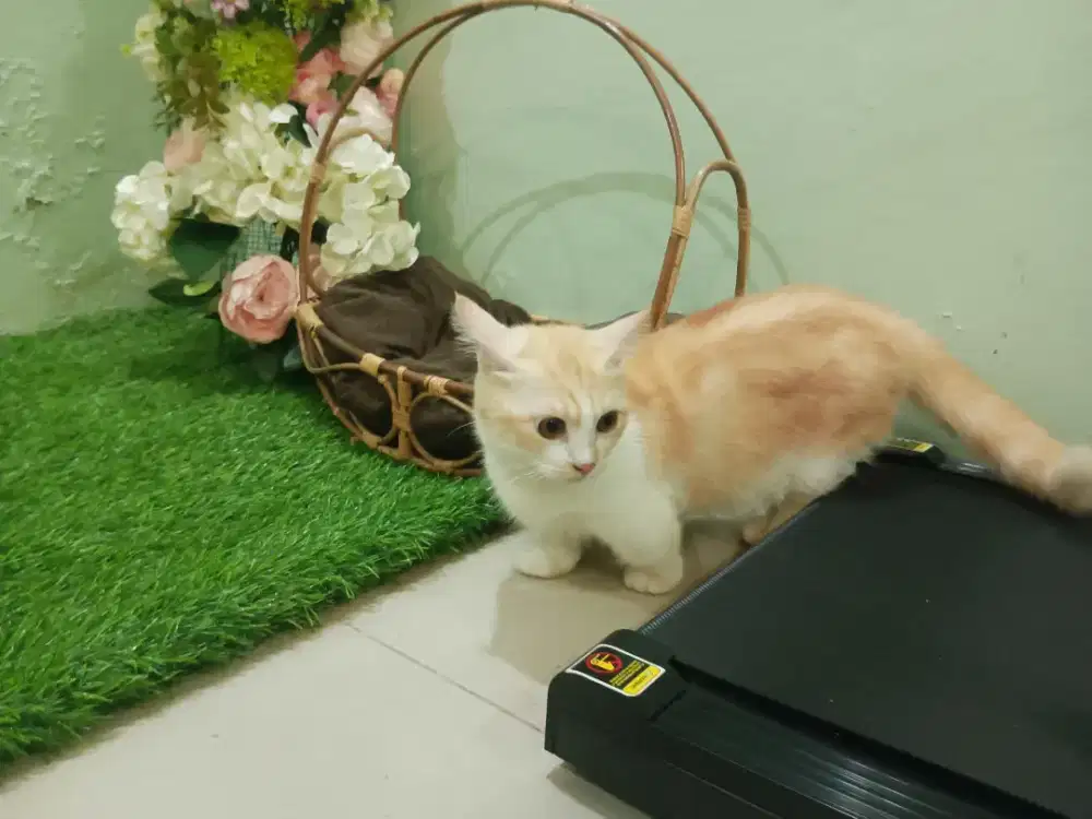 Munchkin betina