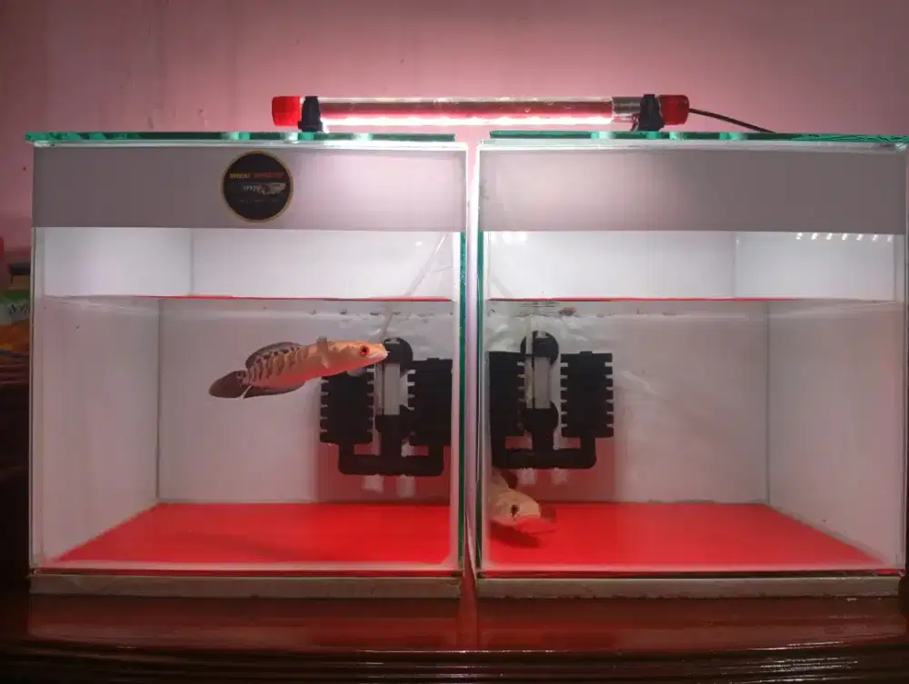 Red barito maru riau aquarium
