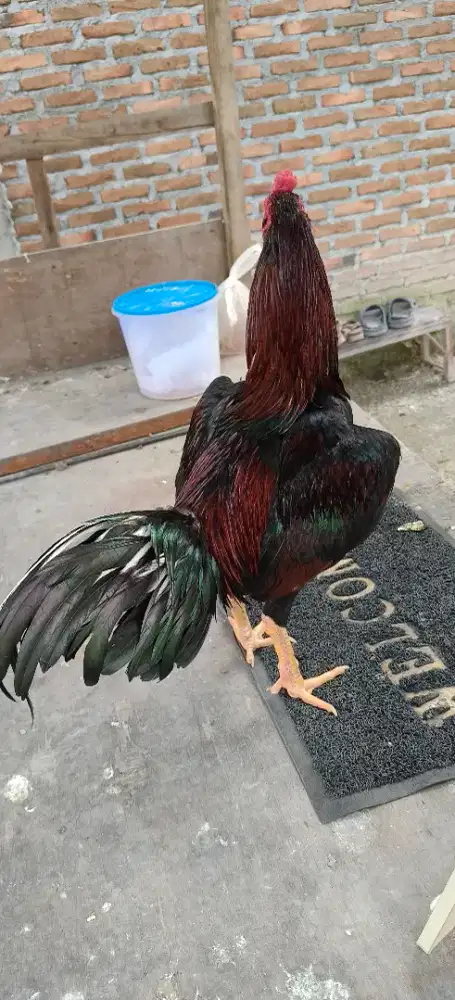 Pejantan Siam Mangon