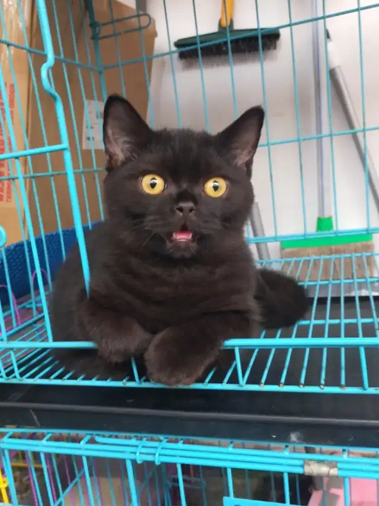 Kucing bsh British shorthair kitten black parent cinnamon