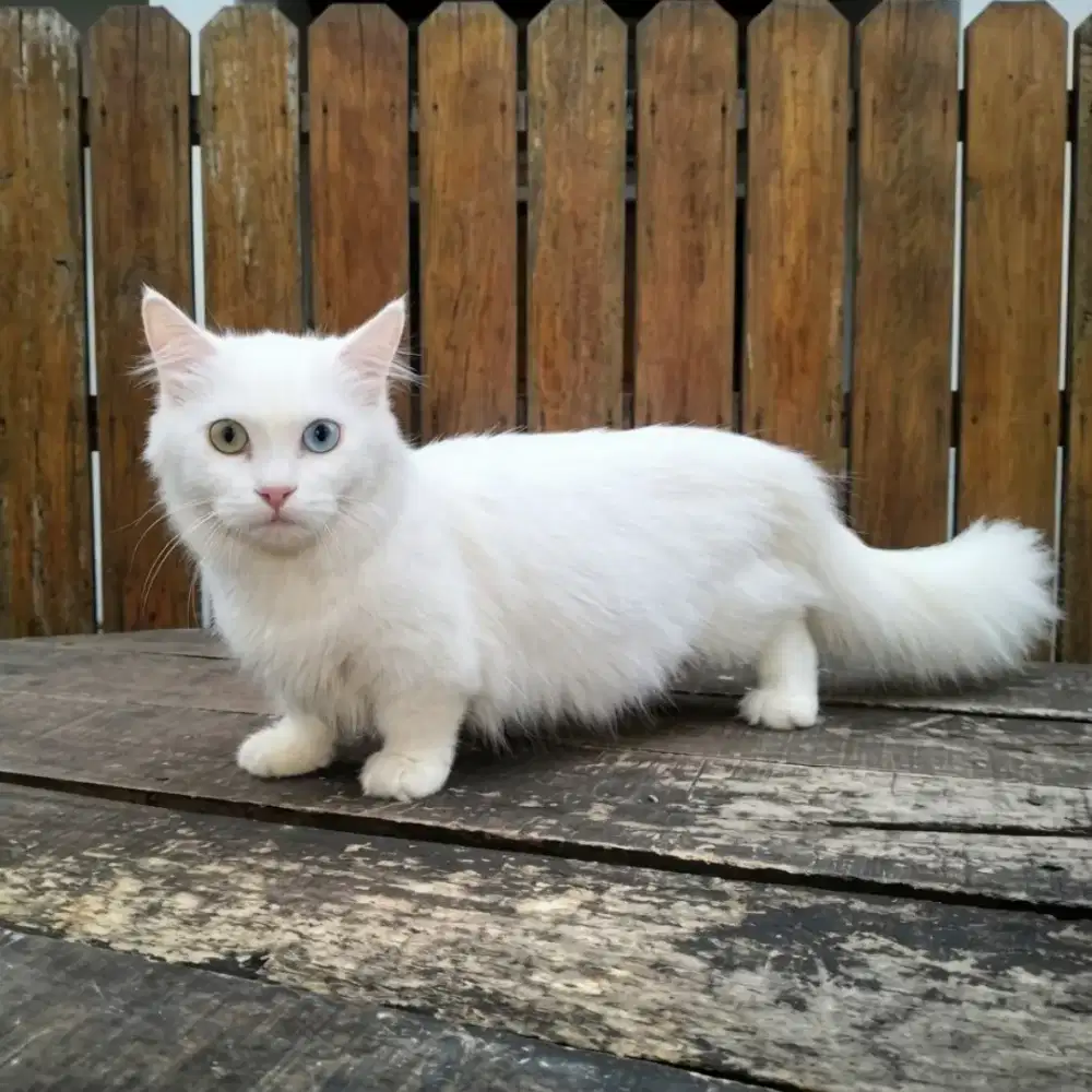 Kucing Munchkin unik matanya odd eye kualitas mewah