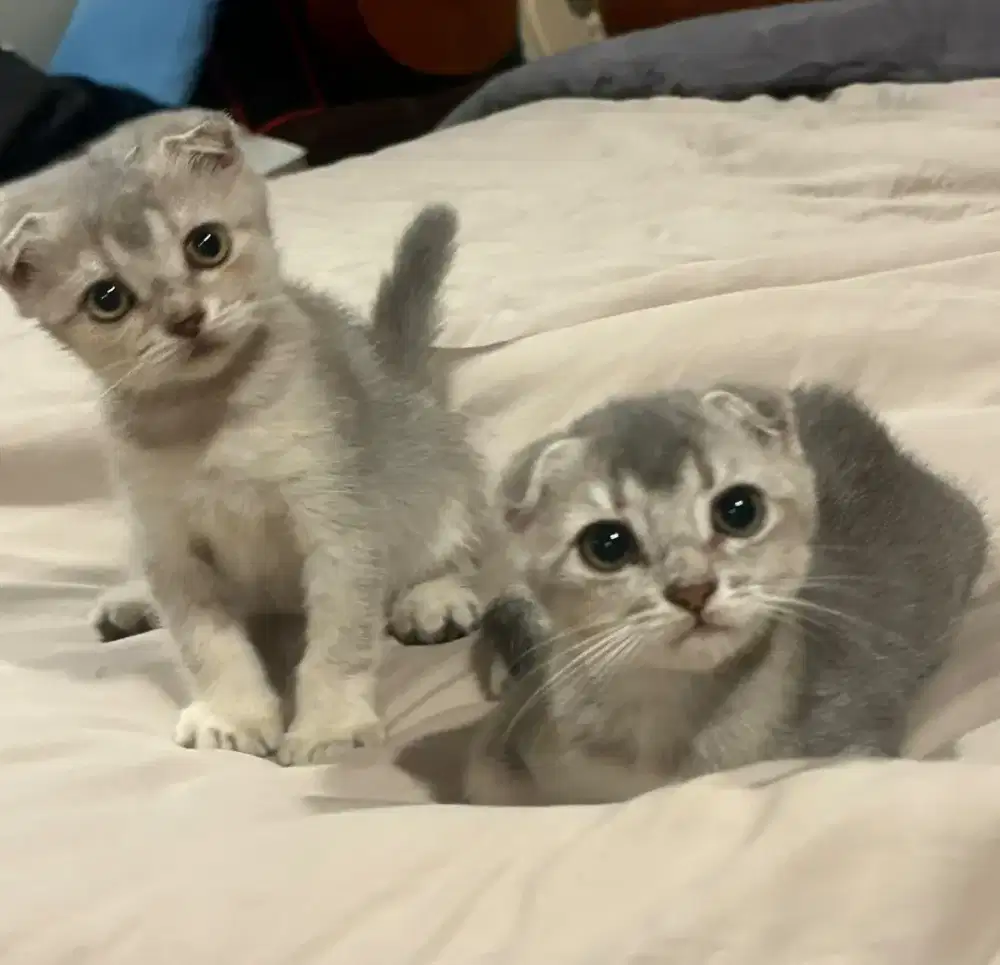 Kucing Scottish Fold.