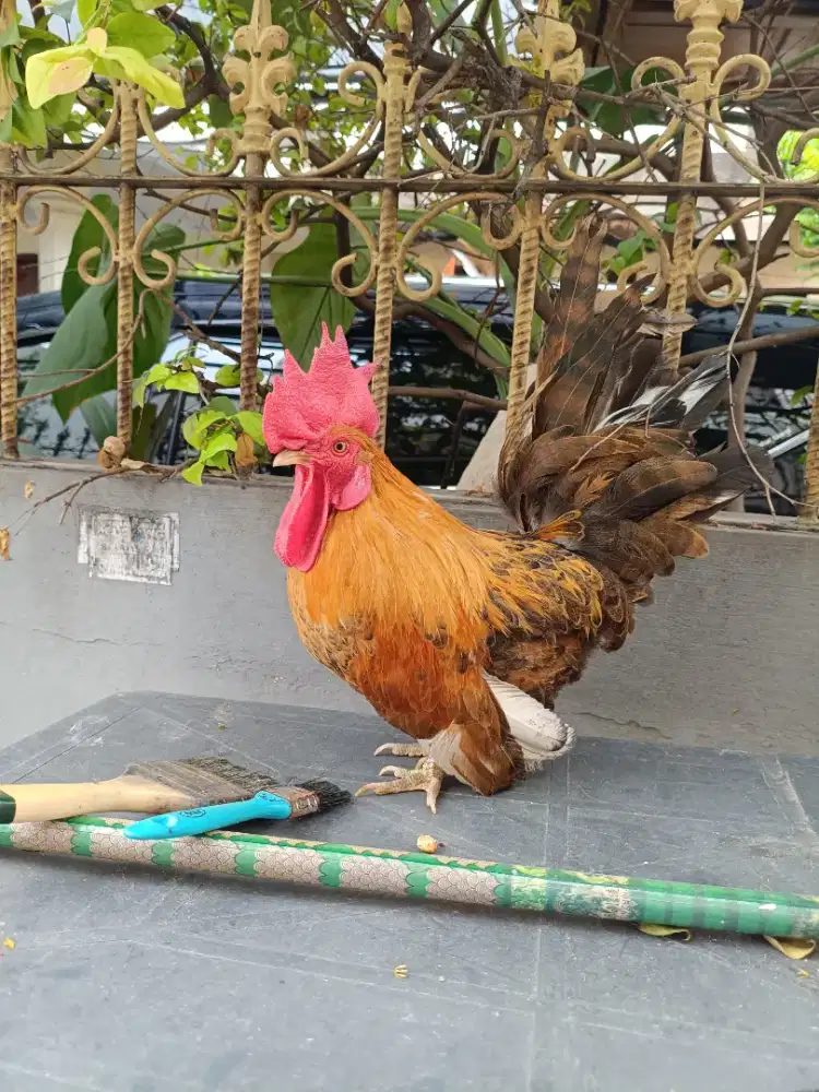 Dijual ayam kate jago kaki ceper