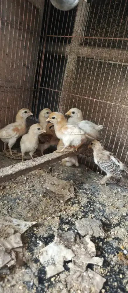 Pitik ayam ketawa jenis disco