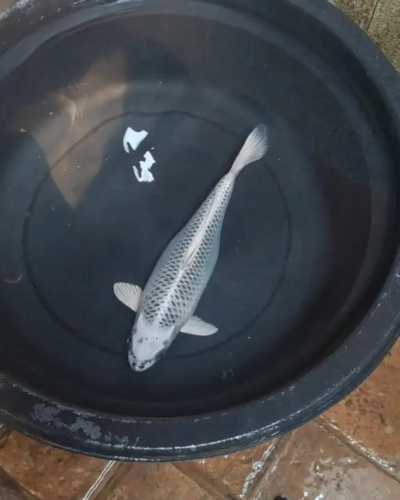 Ikan Koi Matsuba Putih 35 cm Blitar