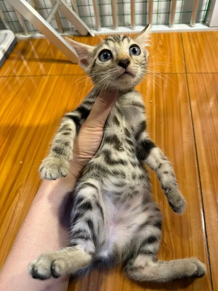 Kitten Usia 3 Bulan