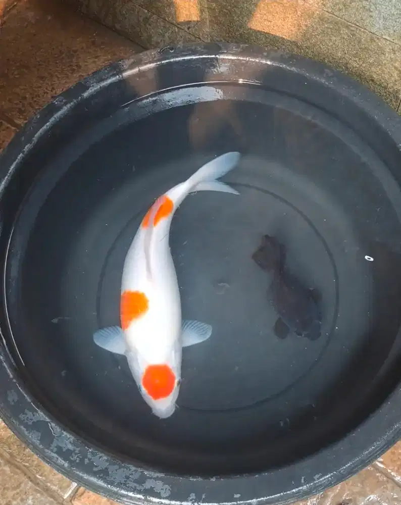 Ikan Koi Blitar Maruten Kohaku 40cm
