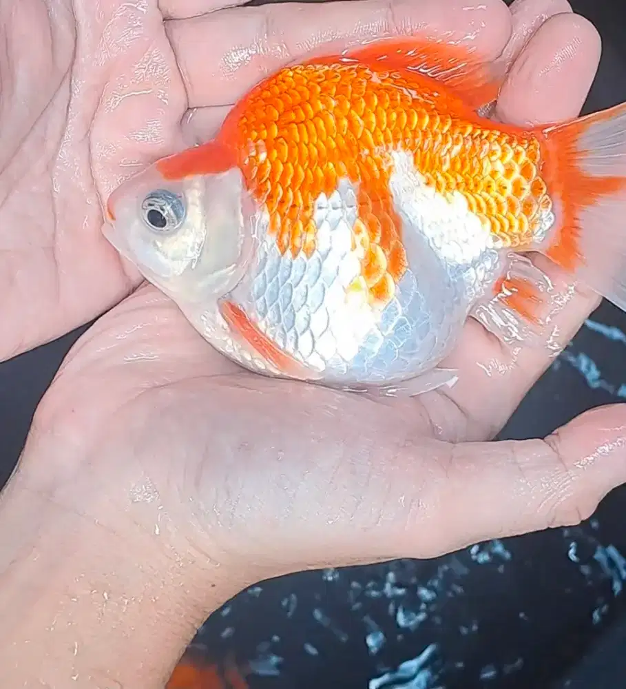 Ikan Koi Tamasaba Kohaku 15cm