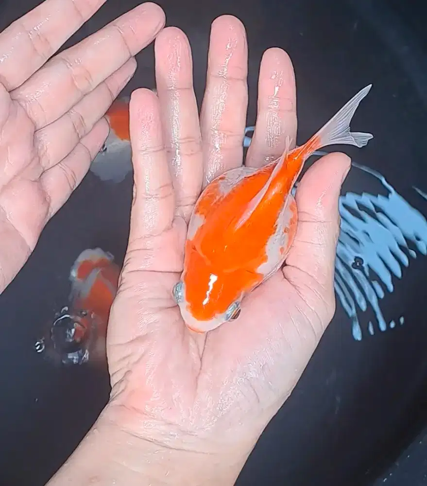 Ikan Koi Tamasaba Kohaku 13cm