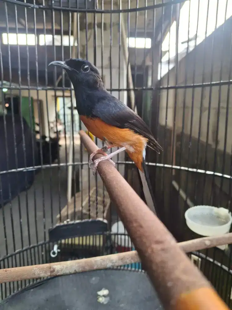 Muray pastol pulset
