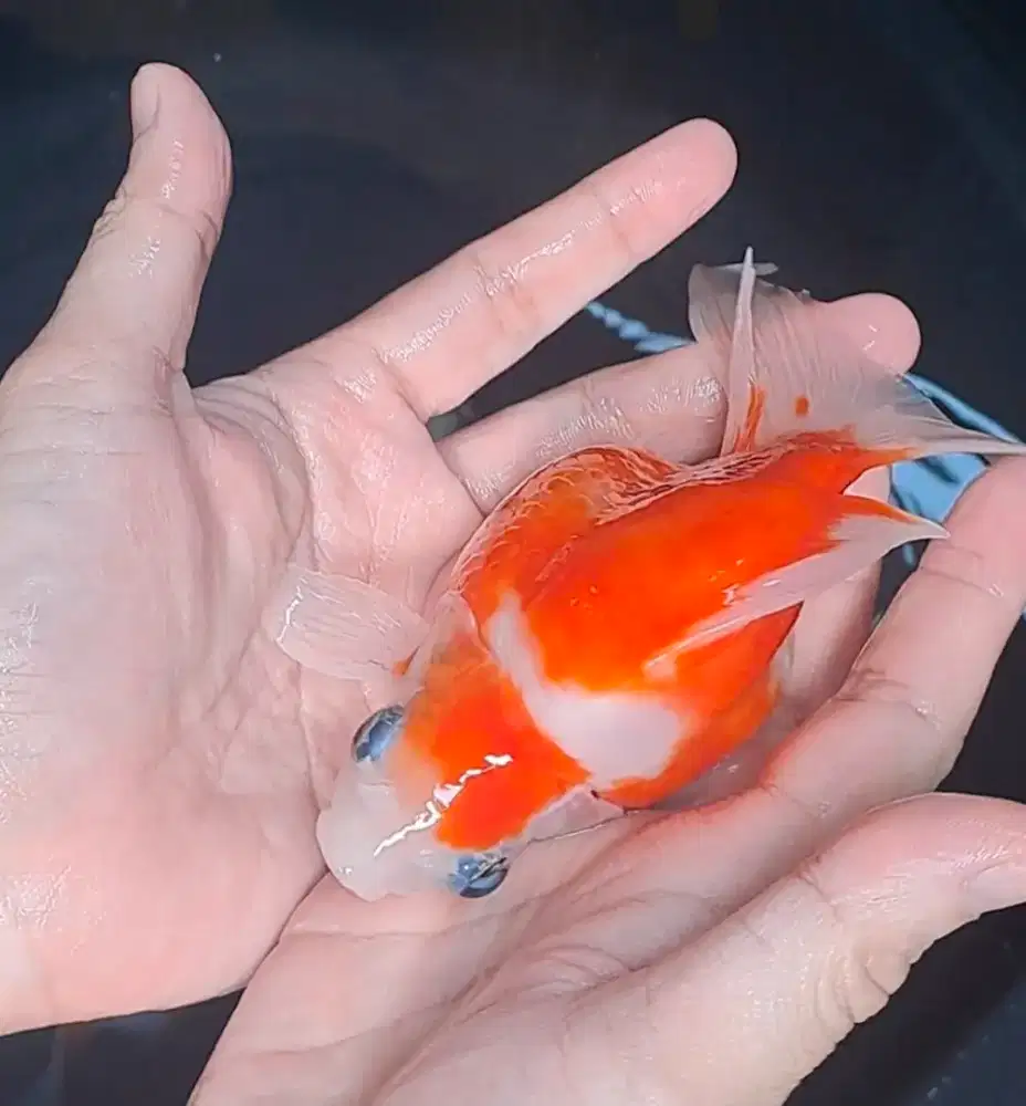 Ikan Koi Tamasaba Long Tail 20cm