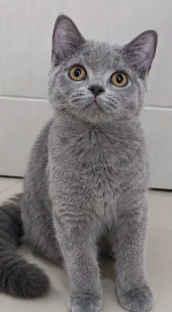 Kucing kitten British shorthair Bluesolid female