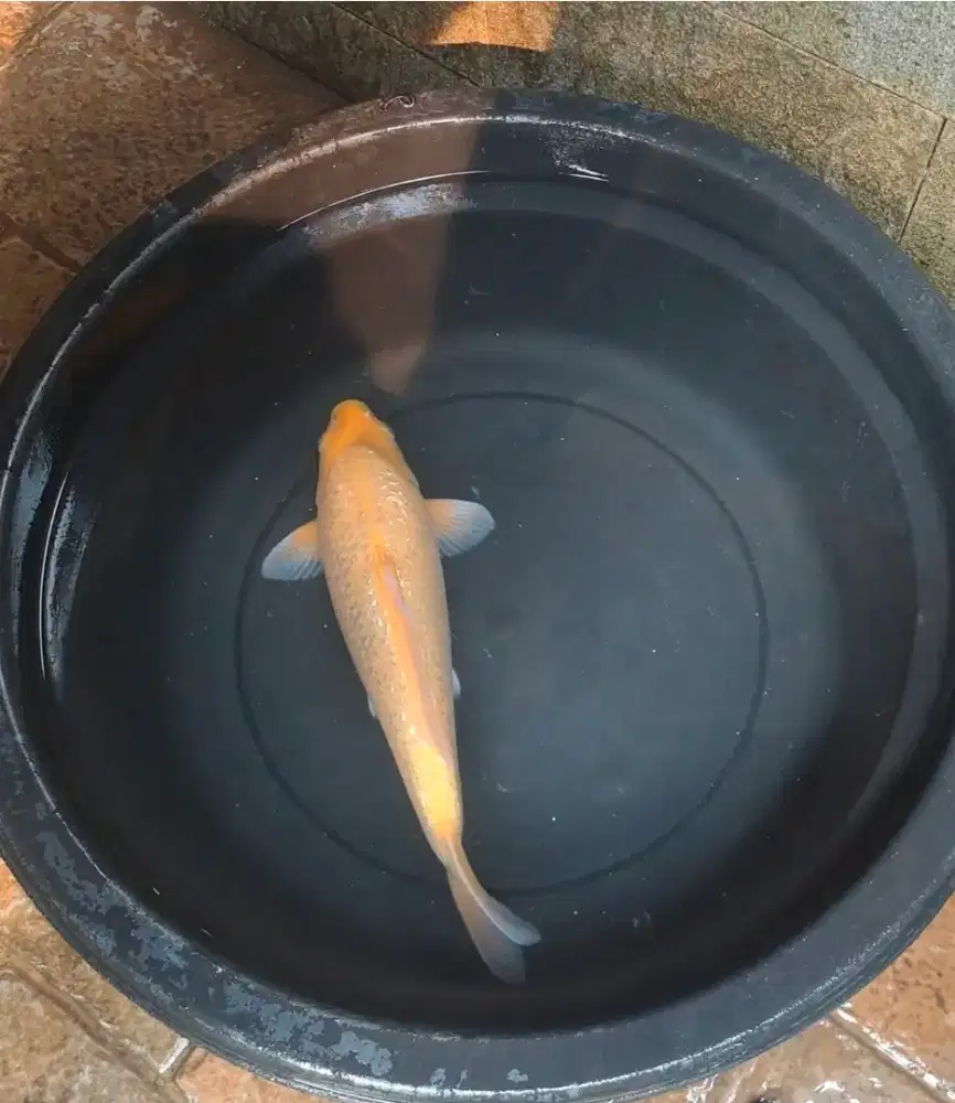 Ikan Koi Karasi Ginrin 40cm punuk
