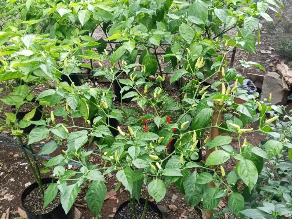 Pohon Cabe Rawit Setan